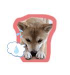 ChaCha＆Reo（個別スタンプ：1）