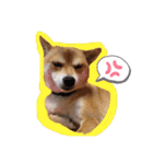 ChaCha＆Reo（個別スタンプ：3）