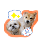 ChaCha＆Reo（個別スタンプ：16）