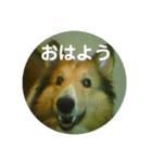 翔太くん！ワン！（個別スタンプ：1）