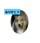 翔太くん！ワン！（個別スタンプ：5）