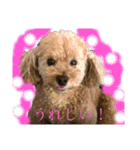 パニックプードルパニちゃん第三段（個別スタンプ：1）