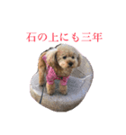 パニックプードルパニちゃん第三段（個別スタンプ：3）