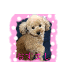 パニックプードルパニちゃん第三段（個別スタンプ：4）