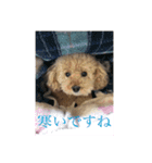 パニックプードルパニちゃん第三段（個別スタンプ：7）