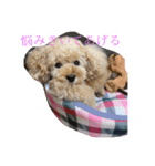 パニックプードルパニちゃん第三段（個別スタンプ：8）