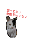 ウチのねこ様たち（個別スタンプ：1）