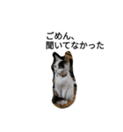 ウチのねこ様たち（個別スタンプ：2）