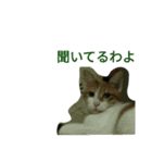 ウチのねこ様たち（個別スタンプ：3）
