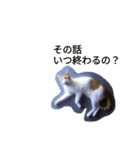 ウチのねこ様たち（個別スタンプ：5）