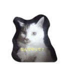 ウチのねこ様たち（個別スタンプ：6）