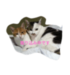 ウチのねこ様たち（個別スタンプ：7）