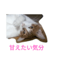 ウチのねこ様たち（個別スタンプ：8）