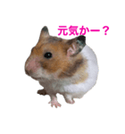 ぐぅちゃん・わぐちゃんスタンプ（個別スタンプ：4）