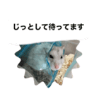 ぐぅちゃん・わぐちゃんスタンプ（個別スタンプ：7）