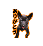 まっくろ甲斐犬のスタンプ（個別スタンプ：1）