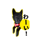 まっくろ甲斐犬のスタンプ（個別スタンプ：2）