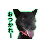 まっくろ甲斐犬のスタンプ（個別スタンプ：5）
