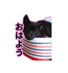 まっくろ甲斐犬のスタンプ（個別スタンプ：6）