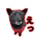 まっくろ甲斐犬のスタンプ（個別スタンプ：8）