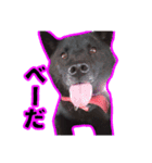 まっくろ甲斐犬のスタンプ（個別スタンプ：14）