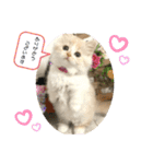 マンチカン日常会話(パピーランドシェリエ)（個別スタンプ：1）