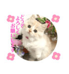 マンチカン日常会話(パピーランドシェリエ)（個別スタンプ：4）