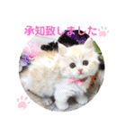 マンチカン日常会話(パピーランドシェリエ)（個別スタンプ：6）