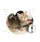 マンチカン日常会話(パピーランドシェリエ)（個別スタンプ：7）