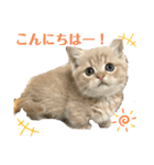 マンチカン日常会話(パピーランドシェリエ)（個別スタンプ：11）