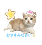 マンチカン日常会話(パピーランドシェリエ)（個別スタンプ：13）
