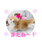 マンチカン日常会話(パピーランドシェリエ)（個別スタンプ：24）