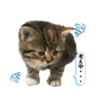 マンチカン日常会話(パピーランドシェリエ)（個別スタンプ：28）