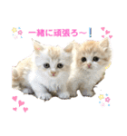 マンチカン日常会話(パピーランドシェリエ)（個別スタンプ：29）