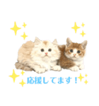 マンチカン日常会話(パピーランドシェリエ)（個別スタンプ：30）