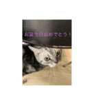 眠り猫 ニャタリーからあなたへ❤️（個別スタンプ：5）