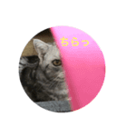 眠り猫 ニャタリーからあなたへ❤️（個別スタンプ：6）