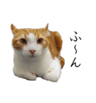 汎用性ばつぐん！とわちゃんとふうまん5（個別スタンプ：1）