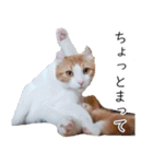 汎用性ばつぐん！とわちゃんとふうまん5（個別スタンプ：2）