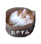 汎用性ばつぐん！とわちゃんとふうまん5（個別スタンプ：3）