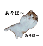 汎用性ばつぐん！とわちゃんとふうまん5（個別スタンプ：5）