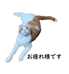 汎用性ばつぐん！とわちゃんとふうまん5（個別スタンプ：6）