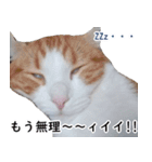 汎用性ばつぐん！とわちゃんとふうまん5（個別スタンプ：7）