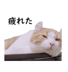 汎用性ばつぐん！とわちゃんとふうまん5（個別スタンプ：10）