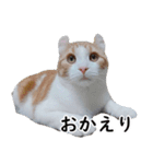 汎用性ばつぐん！とわちゃんとふうまん5（個別スタンプ：11）