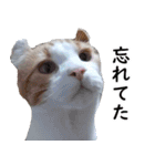 汎用性ばつぐん！とわちゃんとふうまん5（個別スタンプ：13）