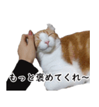 汎用性ばつぐん！とわちゃんとふうまん5（個別スタンプ：14）