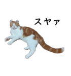 汎用性ばつぐん！とわちゃんとふうまん5（個別スタンプ：15）