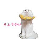 汎用性ばつぐん！とわちゃんとふうまん5（個別スタンプ：28）