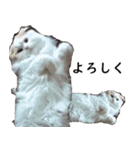 汎用性ばつぐん！とわちゃんとふうまん5（個別スタンプ：29）
